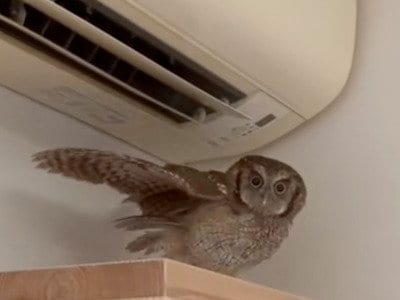 【エアコンとフクロウ】エアコンの涼しさを堪能！？羽を大きく広げて風を感じるフクロウが可愛い！