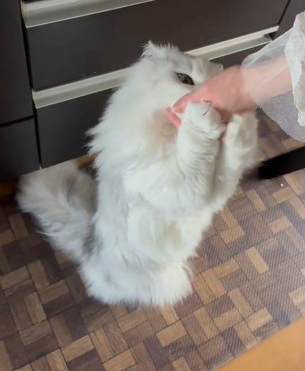 出所：@NEKOLAND13