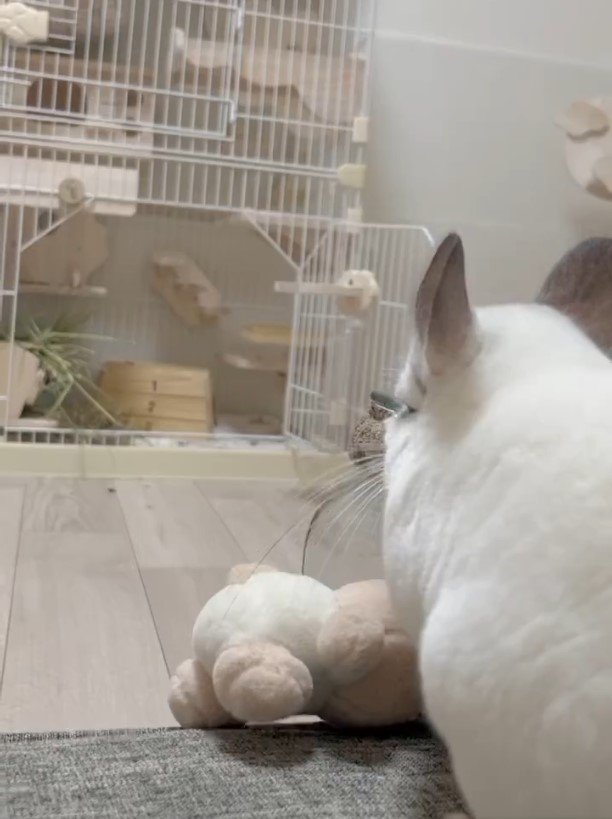 出所：@neko_no_hanatan