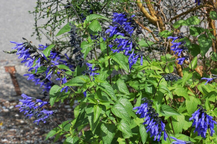 サルビア（tamu1500/Shutterstock.com）