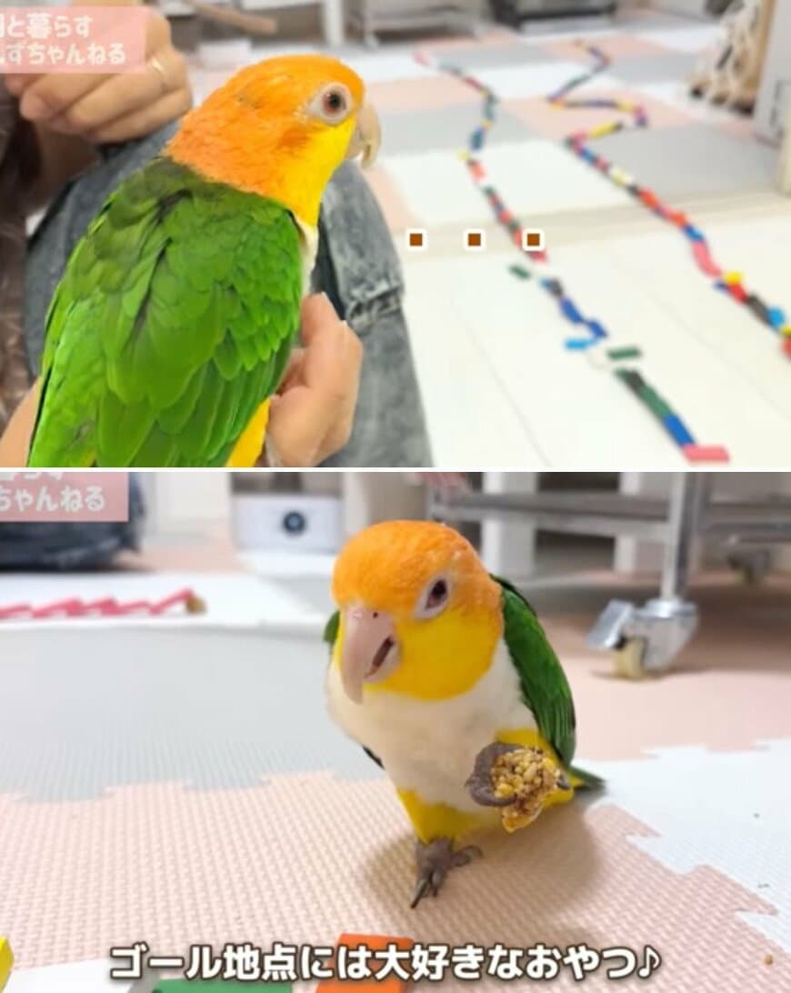 出所：@anz_omomiri