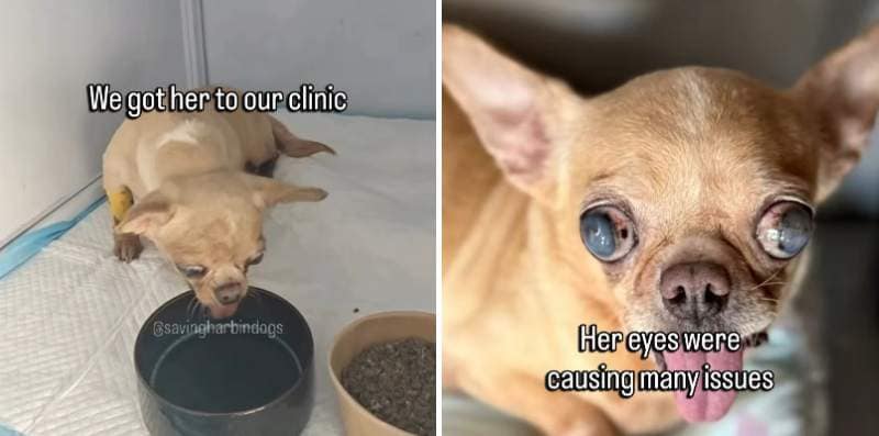 出所：<u><a href="https://www.instagram.com/p/DZfHPBppfZt/" target="_blank">@savingharbindogs</a></u>