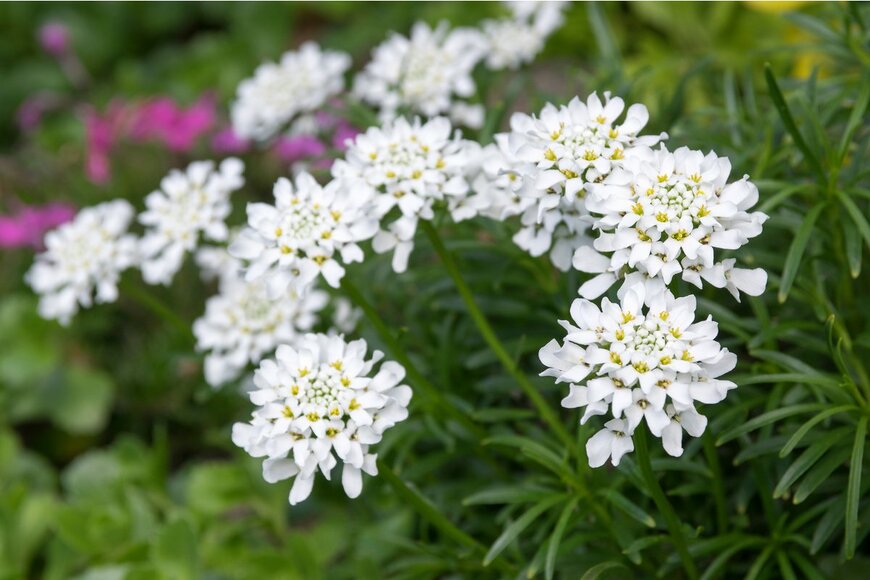 Iva Vagnerova/Shutterstock.com