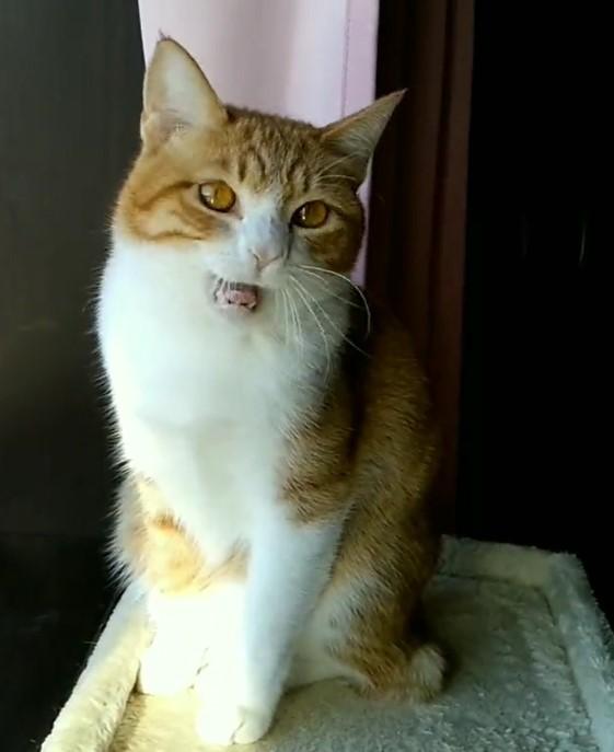 出所：@mero627puri914