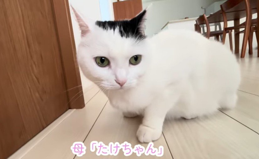 出所：@takeru0321neko