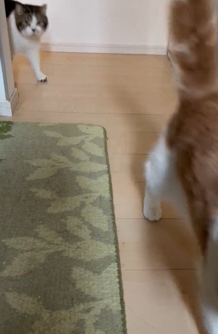 出所：@torotolo106106