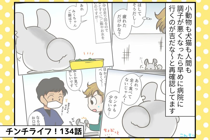 チンチラの「おみくじ」不調の原因とは。【チンチライフ134話】