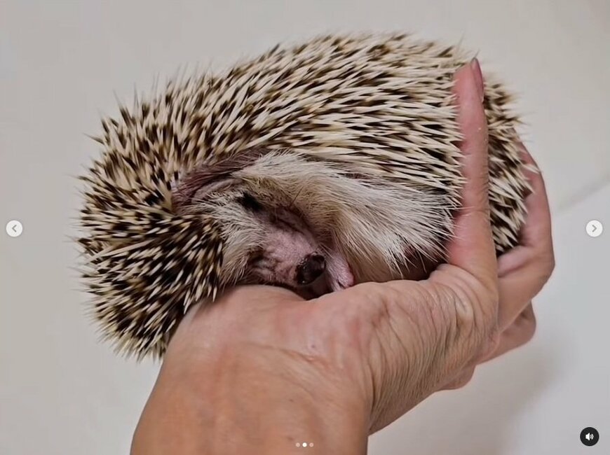 出所：＠uzura_moz.uku