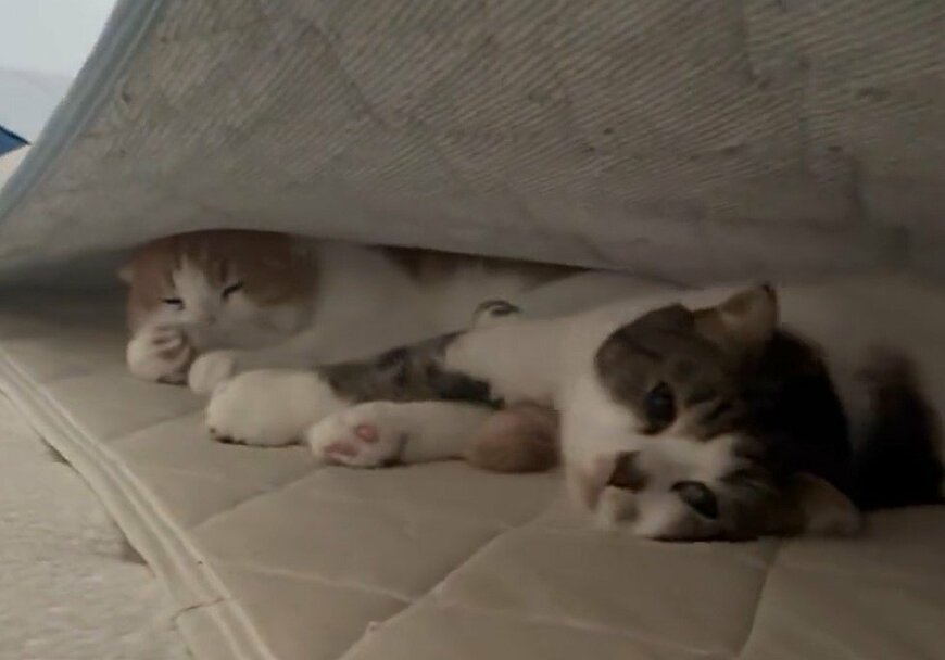 出所：@torotolo106106