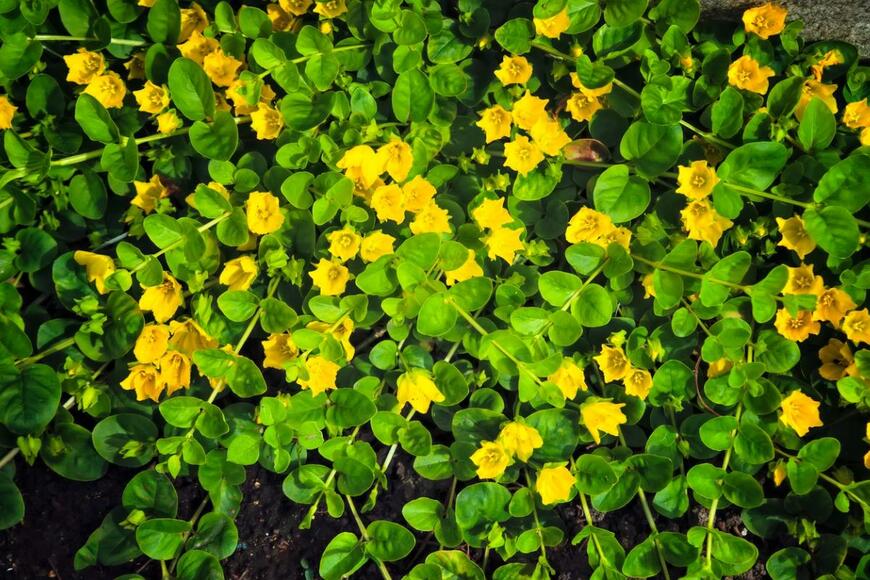 【夏ガーデンの雑草対策にも】おしゃれな花が咲く《多年草のグランドカバープランツ》5選