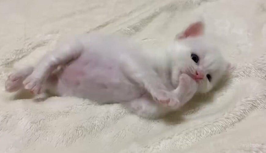 出所：@meltube_cat