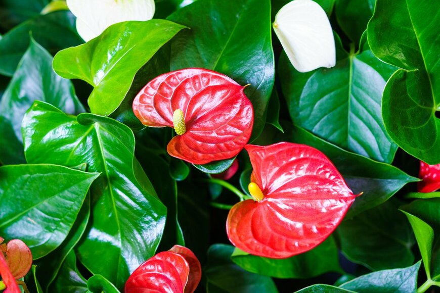 【南国風の観葉植物8選】ハワイアンインテリアにおすすめ！リゾート気分が盛り上がる種類を紹介