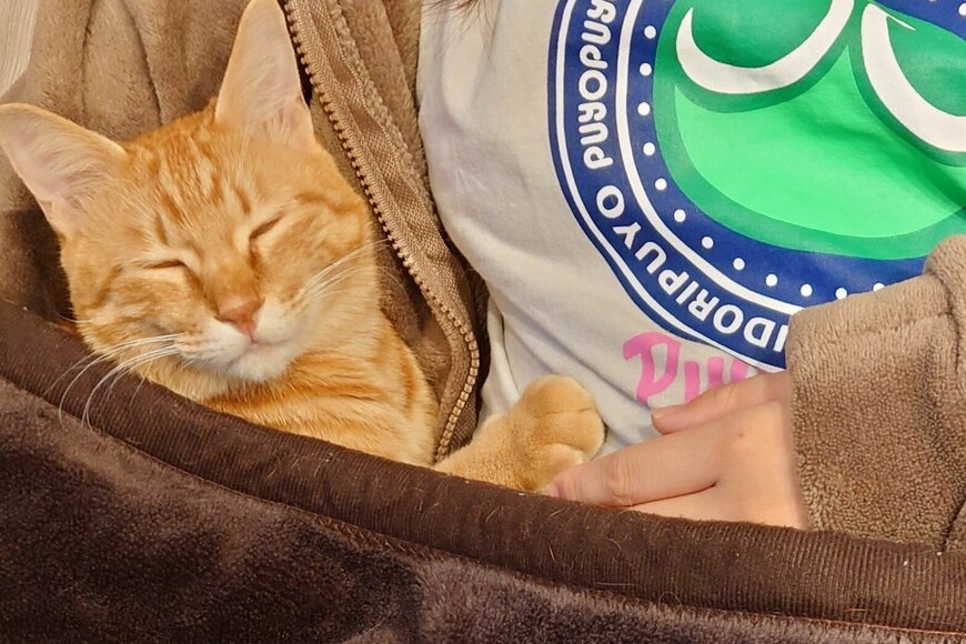 保護した猫が毛布に…まるで赤ちゃんの寝顔がかわいい