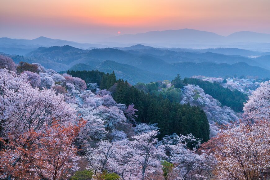 【2024年版】西日本「桜の名所」ランキングを発表！1位のおすすめ旅行ツアーも紹介