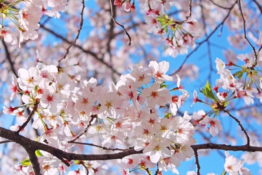 【東京で桜開花】2024年お花見シーズンの豆知識「東京都の花　ソメイヨシノ」にまつわるあれこれ＜由来・魅力・育て方＞に迫ります