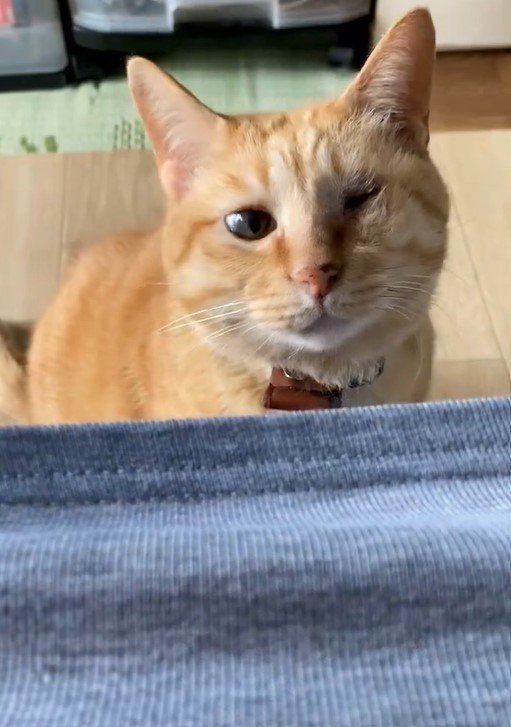 ジッと見る猫