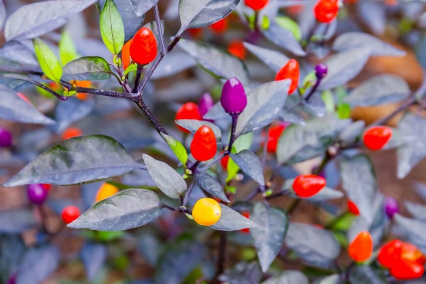 紫色の葉で赤や黄色の実をつけている観賞用トウガラシ