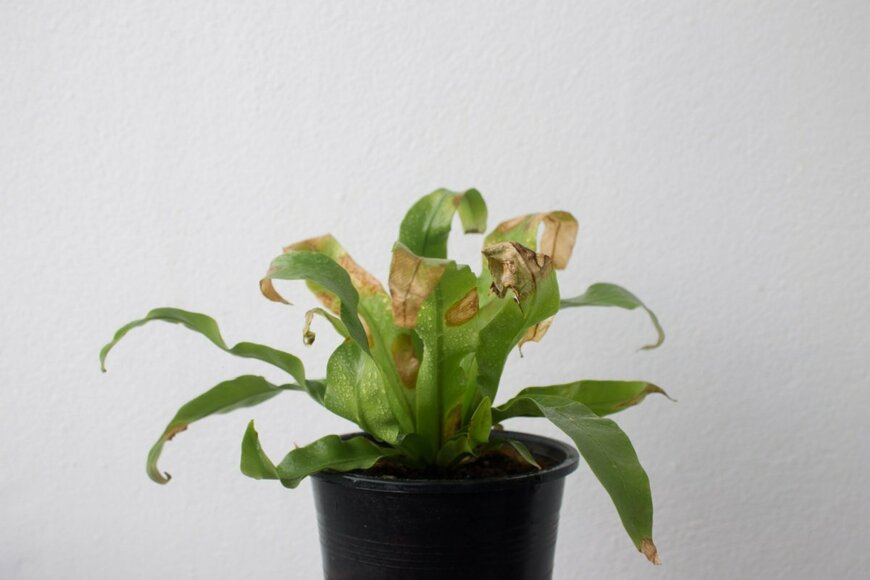 葉先が茶色になってしまった観葉植物