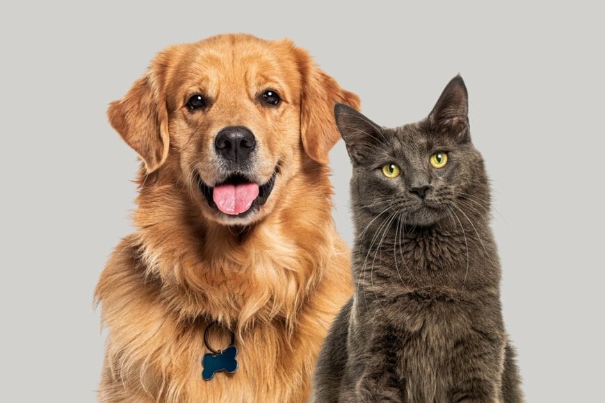 犬と猫