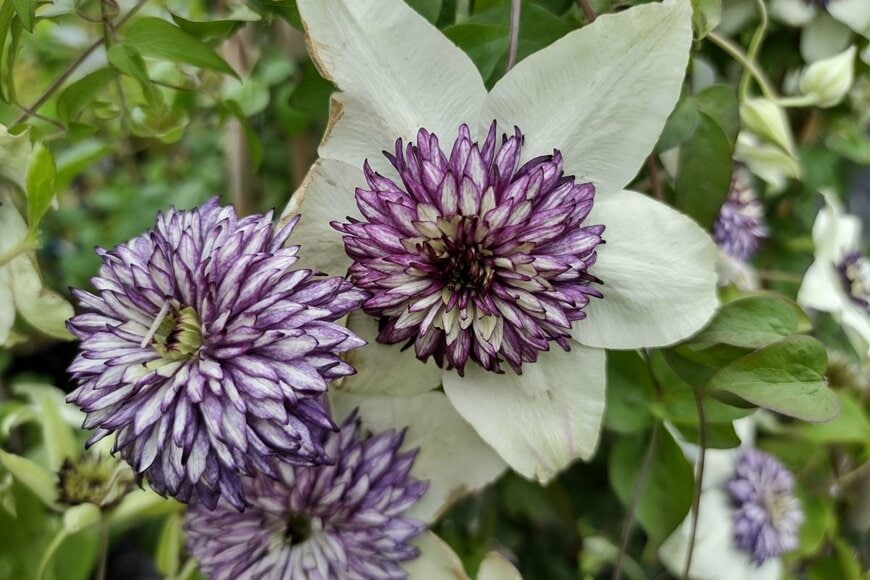 中央が紫色、外側が白色の、シーボルディの花