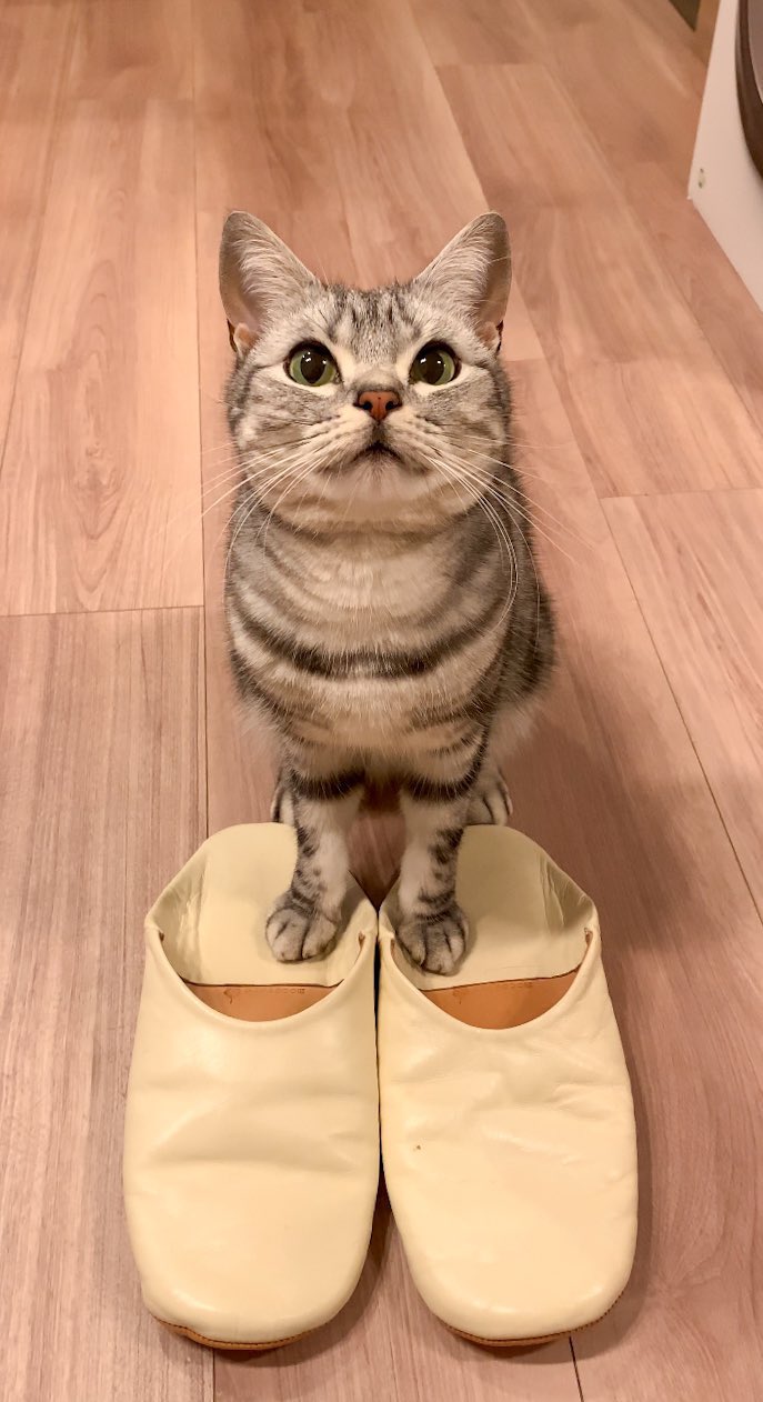 ルームシューズと猫