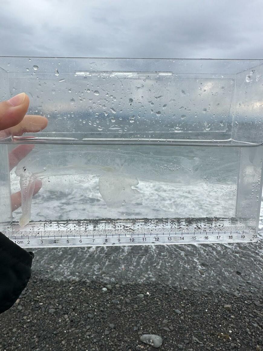 貝の一種のゾウクラゲ