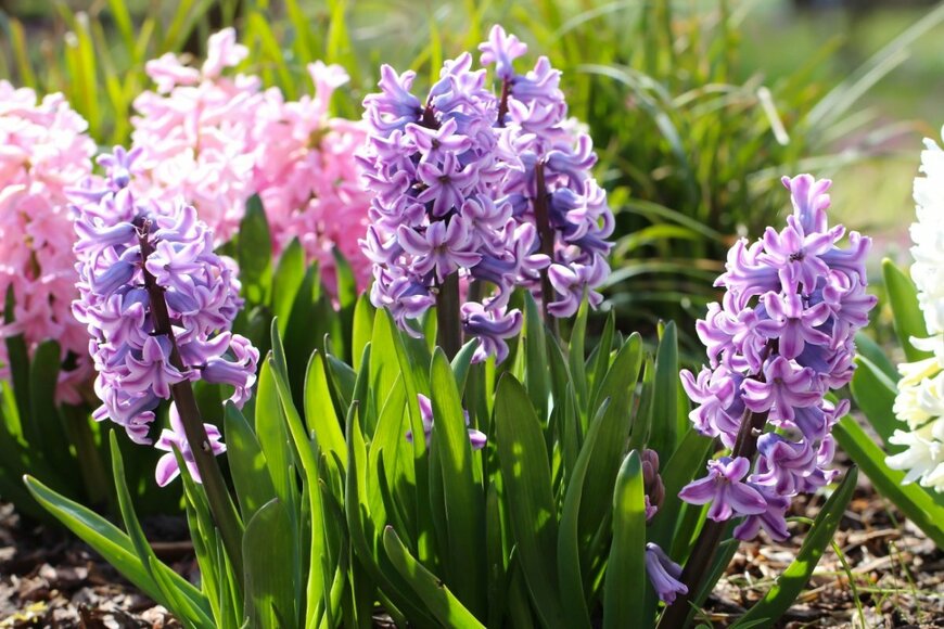 ヒヤシンスの紫の花とピンクの花