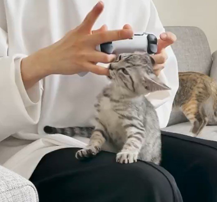 飼い主のゲームを邪魔する猫