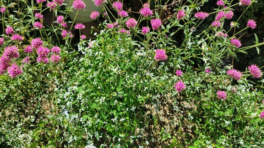 わが家の庭で真夏に咲く花々筆者撮影写真