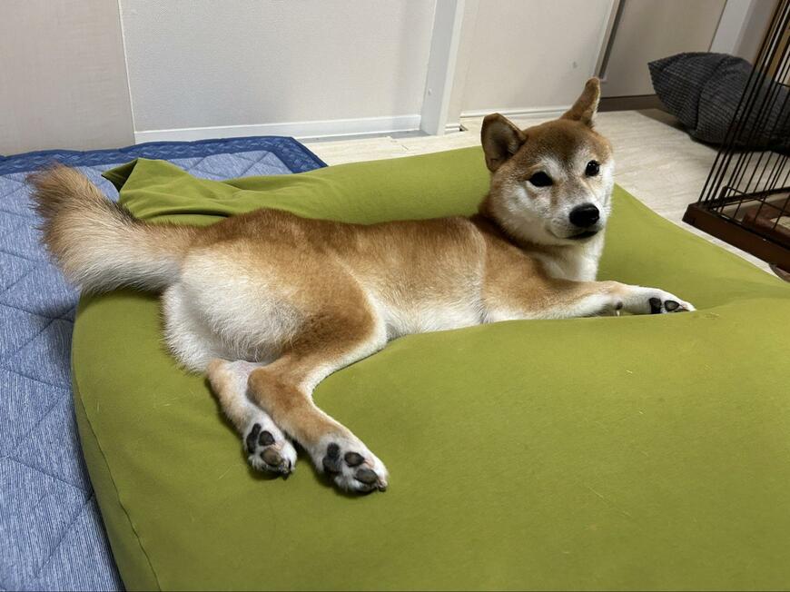 ヨギボーの上の犬