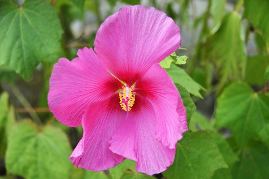 フヨウのピンクの花