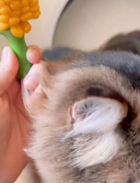 トウモロコシと猫