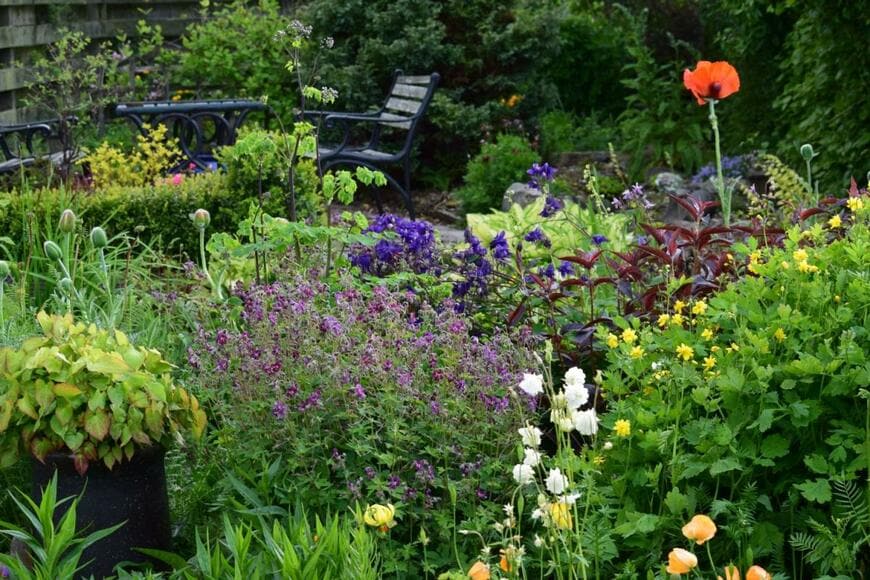 植物が一面に広がる庭。花の色はオレンジ、白、黄色、紫など。