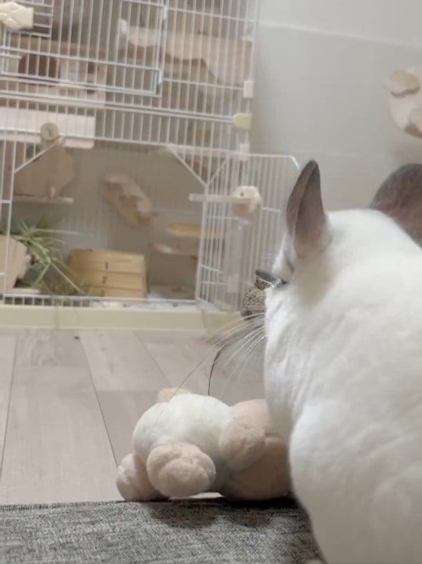 ぬいぐるみとチンチラ