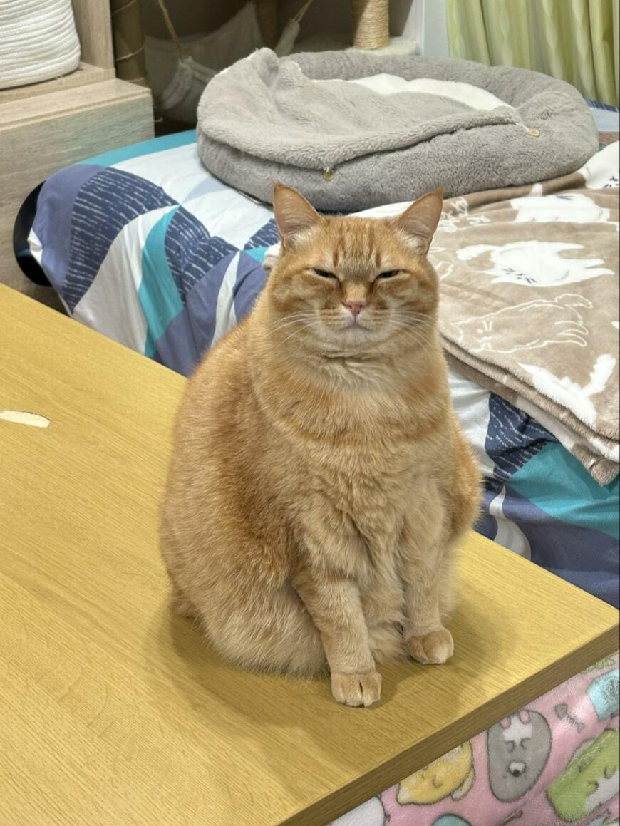 エアコンを消された猫