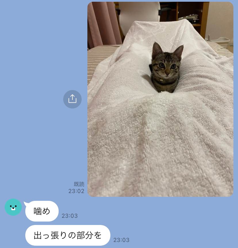 子猫と飼い主