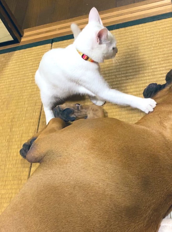 白猫と土佐犬