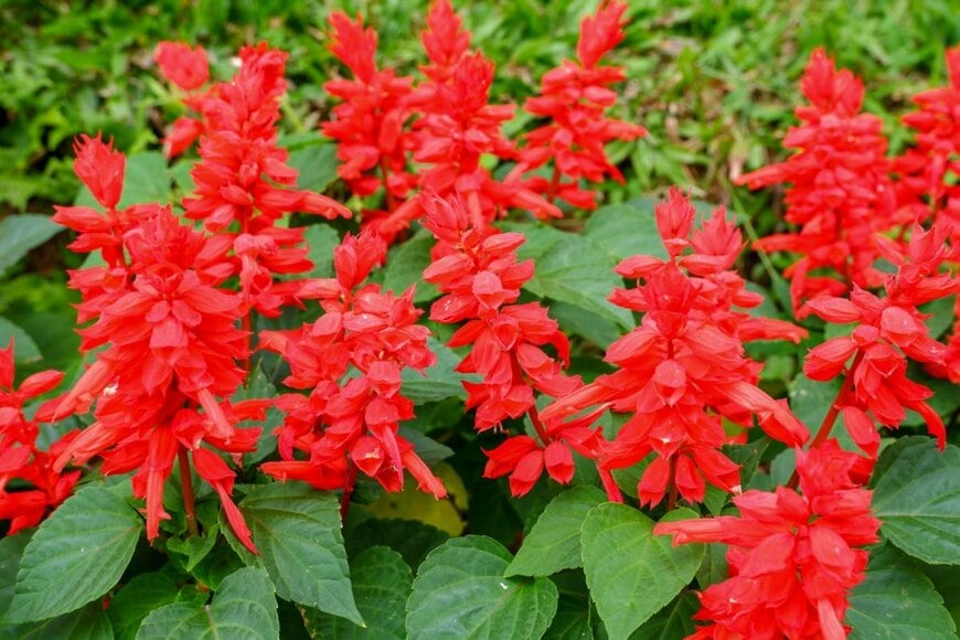 赤い花を咲かせている、サルビア