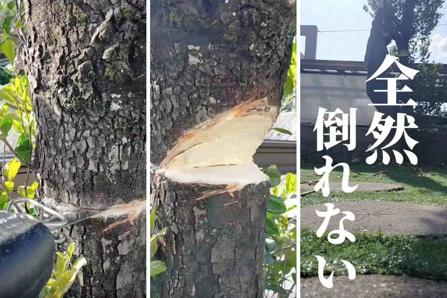投稿の画像