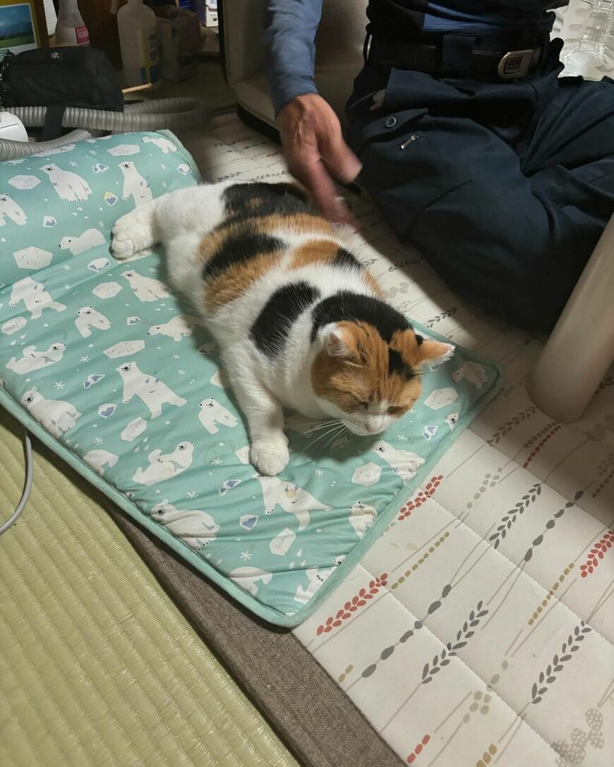 おしりトントンされる猫