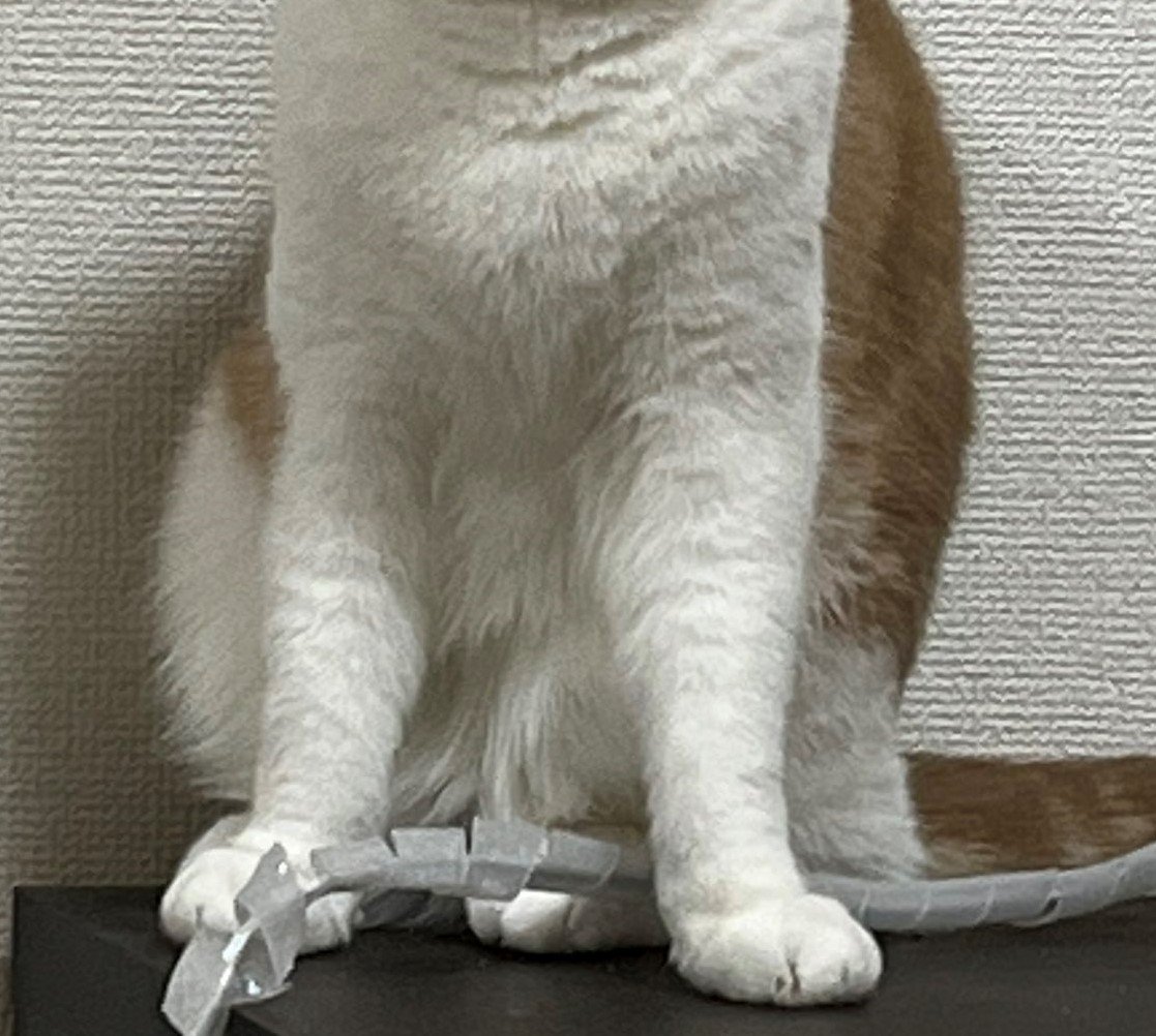 時計を壊した猫さんが……！爆笑の声続出の「ドヤ顔」がかわいい