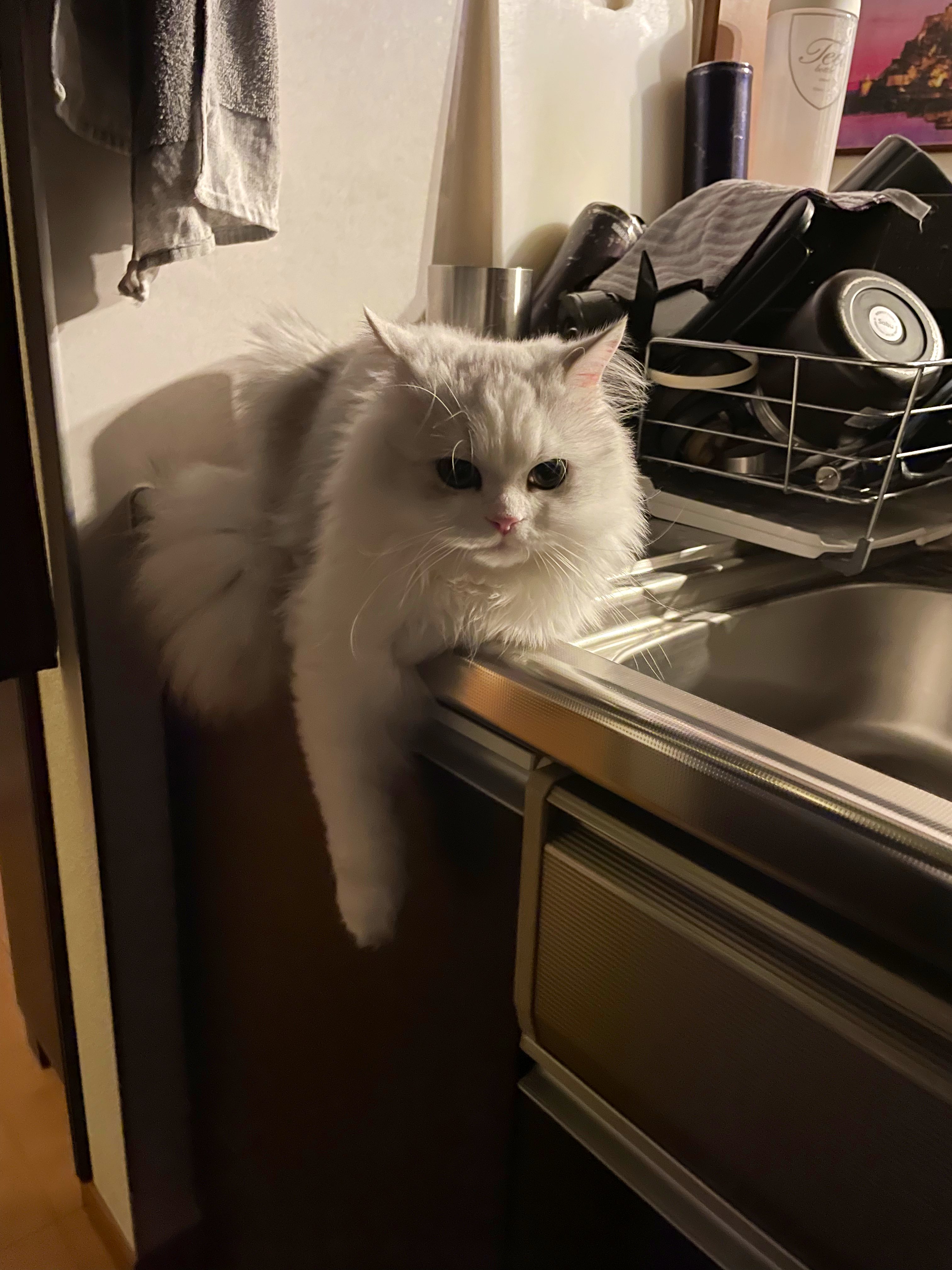 妻「御飯キッチンにあるよ」超ドヤ顔の猫のお吸い物に8万いいね