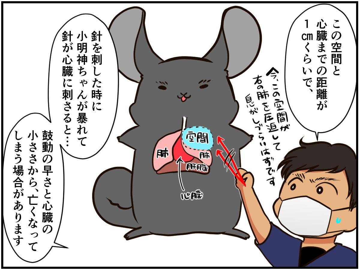 写真 心臓までわずか1cm のリスクに飼い主の決断は チンチライフ59話 マンガ記事 チンチライフ 3ページ目 Limo くらしとお金の経済メディア