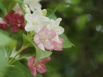 梅雨シーズン華やぐ「初夏に美しい花が咲く」低木～高木3選。シンボルツリーにも