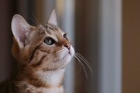 【貯蓄いくら？】60歳代・70歳代「貯蓄3000万円超」を保有する世帯はどれくらい？