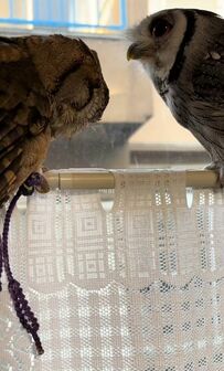 【羽繕いをするフクロウ】2羽の絆にホッコリする人が続出！かわいさに癒されたい人は必見