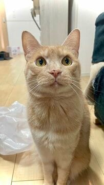 可愛らしい猫ちゃんの寝起きの一コマ！壁と布団の間に綺麗に収まってしまう様子が愛らしい… 