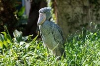 「ラスボス感が出てる」ハシビロコウの奇跡的な1枚　圧倒的な強者オーラを感じる様子に衝撃