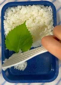【輪切りピーマンの肉詰め弁当】ころんとした見た目が可愛い！同棲中の彼に作る愛情弁当が話題