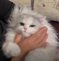 マッサージで「お爺」になる猫さん…予想以上にそれっぽい風貌で笑ってしまう